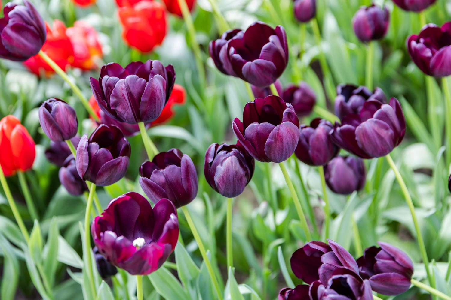 Tulppaani 'Queen of Night'